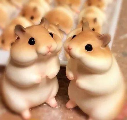 吃瓜群众仓鼠君