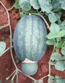 吃瓜特效不是西瓜,西瓜之外的清凉夏日新宠