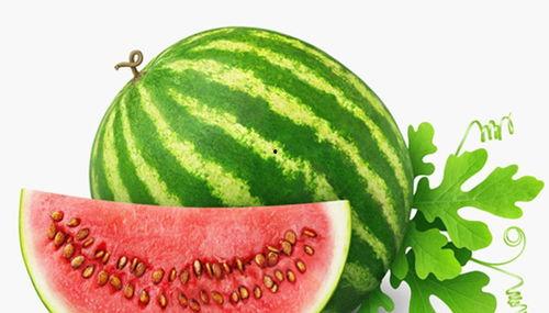 马吃哈密瓜vs河马吃哈密瓜,谁更钟爱哈密瓜的甜蜜滋味？