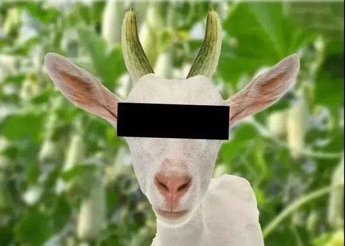 吃瓜的棉羊,揭秘田园生活中的趣味瞬间