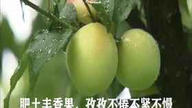 小树林吃瓜,一场别开生面的夏日盛宴